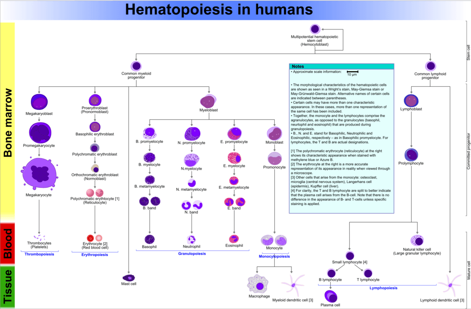 Diagram of how blood cells form from stem cells in the bone marrow, the process disrupted by blood cancers