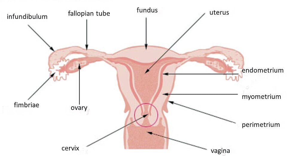 Medical illustration of the cervix at the entrance to the uterus, where cervical cancer develops