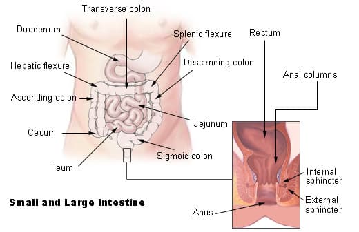 Medical illustration of the intestines, where polyps in the colon or rectum can turn cancerous