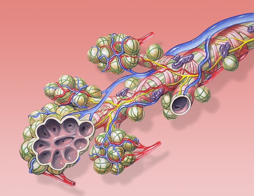 Medical illustration of the bronchial tubes and airways inside the lungs where lung cancer begins