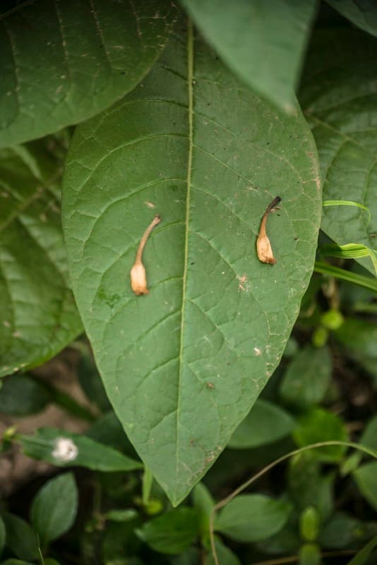Close-up of dried tobacco leaves and a cigarette pack